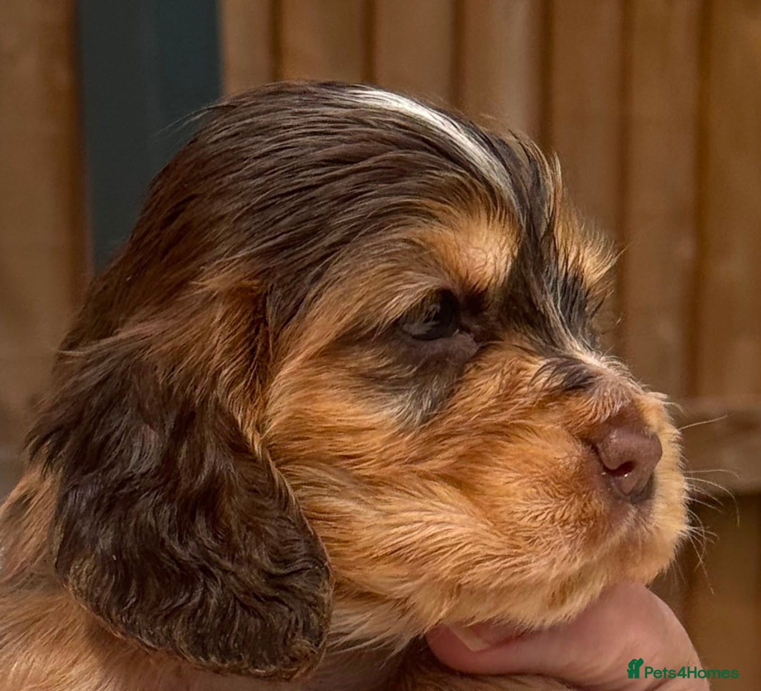 Cocker Spaniel dogs 🩷💜 ADORABLE KC HEALTH TESTED PAR SHOW COCKERS - Advert 2