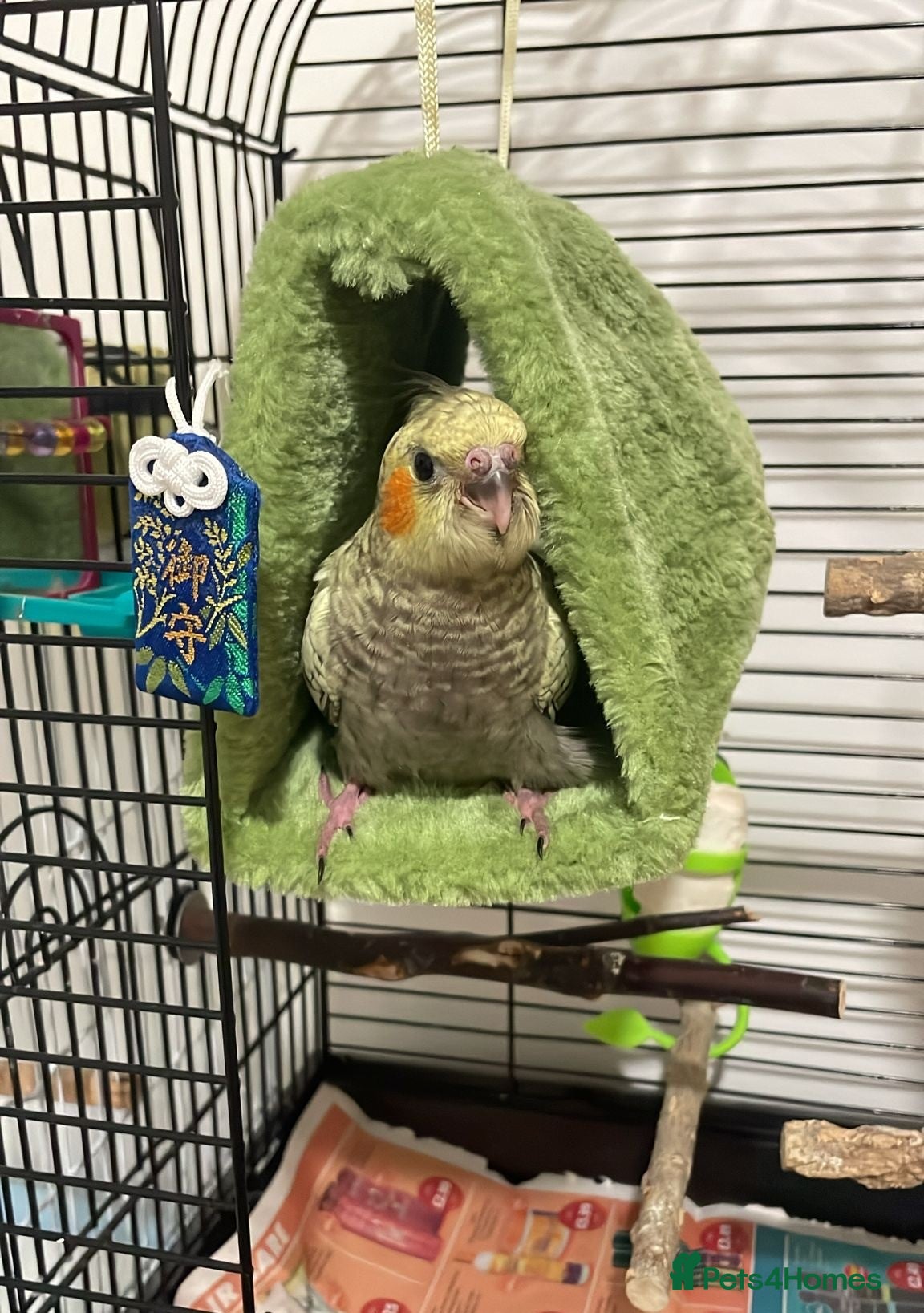 Cockatiels birds Handtame Cockatiel Daughter for Loving Home - Advert 4