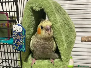 Cockatiels birds Handtame Cockatiel Daughter for Loving Home - Advert 4