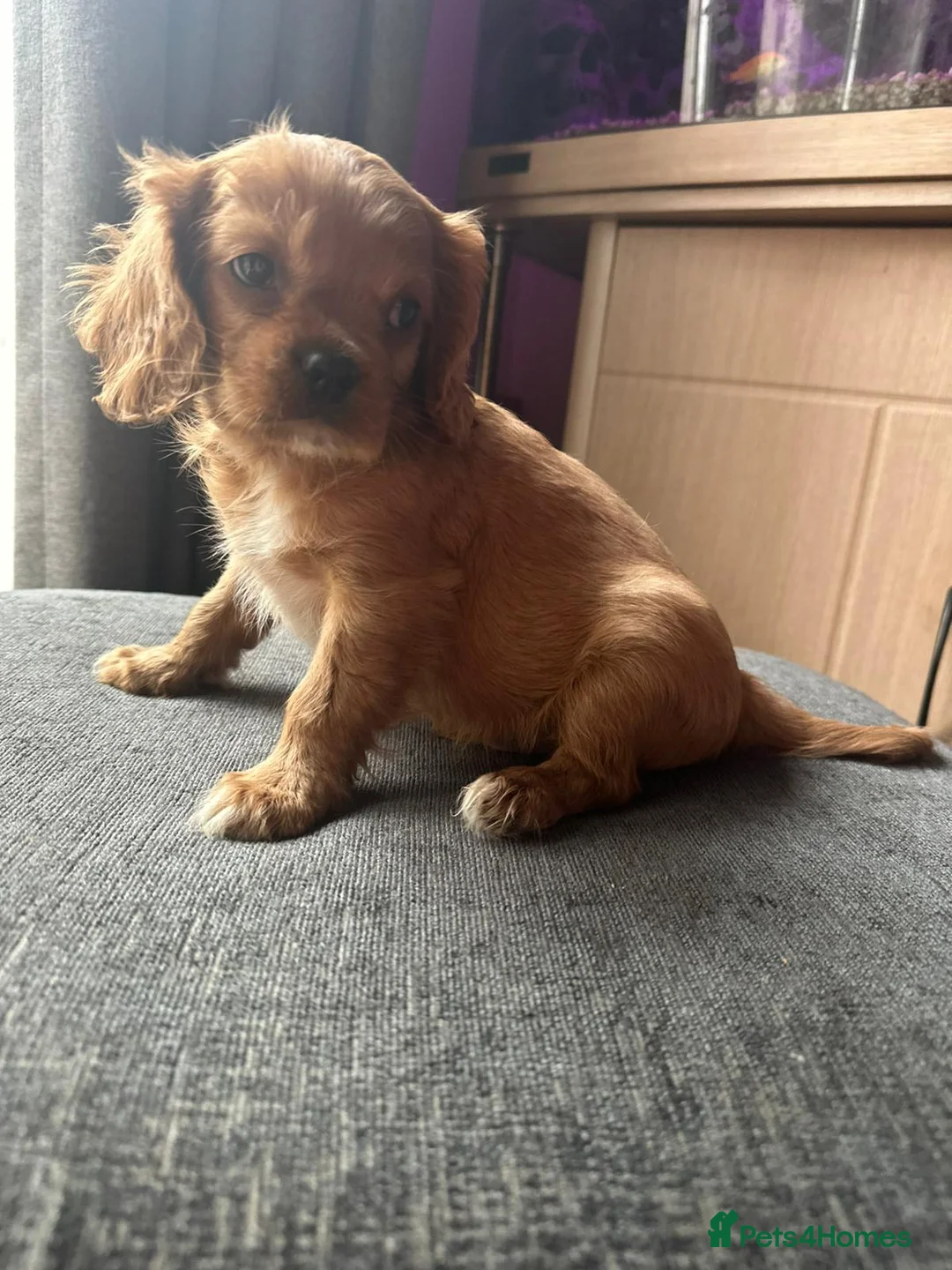 Cavalier King Charles Spaniel dogs for sale: Cavalier king Charles pup BOY (RUBY) - Advert 6
