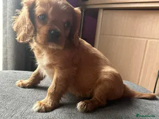 Cavalier King Charles Spaniel dogs Cavalier king Charles pup BOY (RUBY) - Advert 3