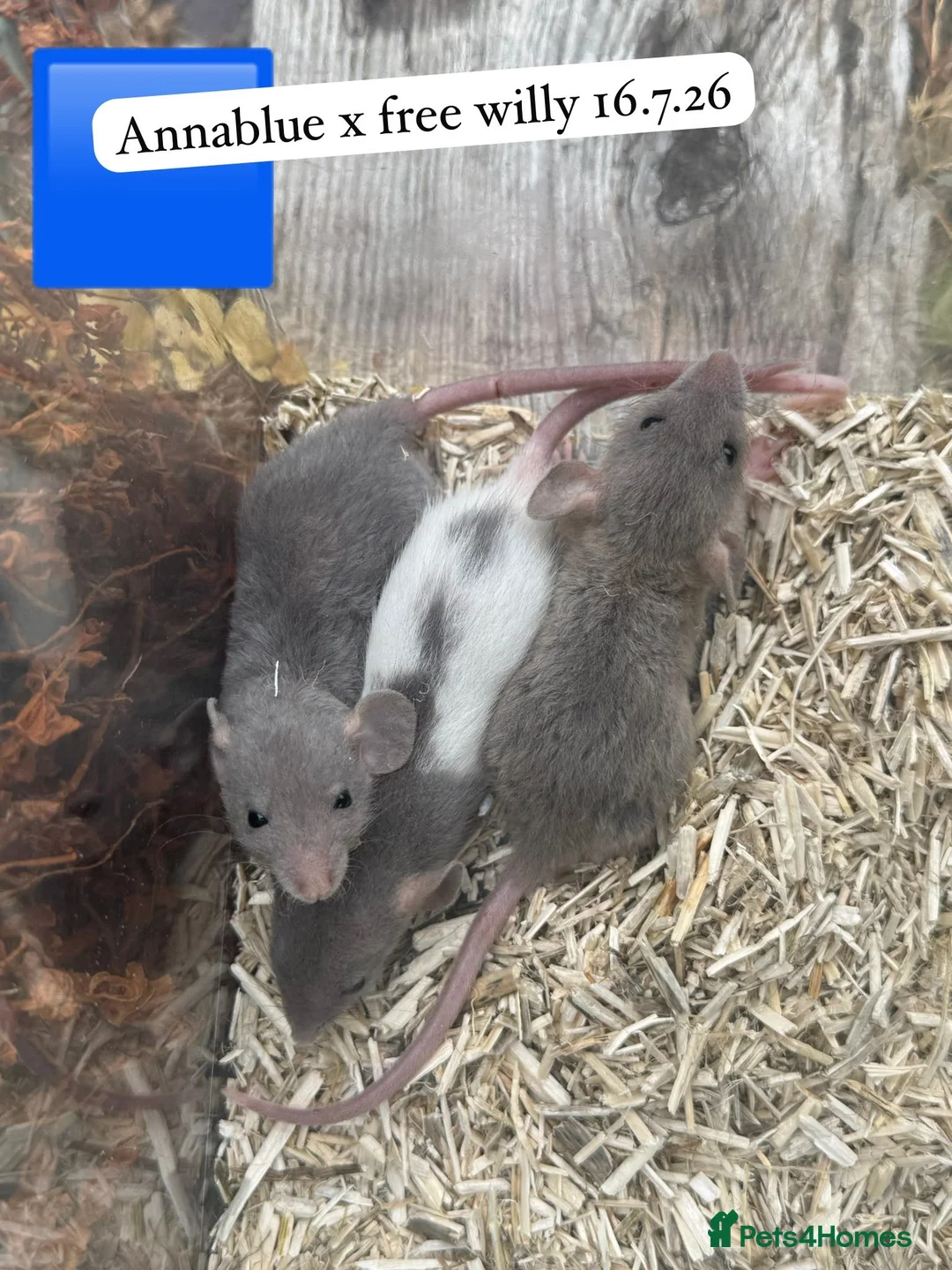 Rat rodents for sale: Baby full size and dwarf rats for sale Sheffield - Advert 2