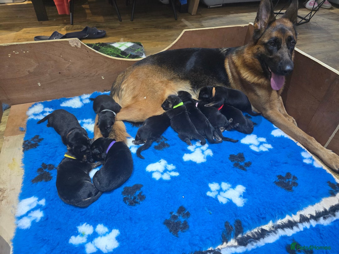 German Shepherd dogs for sale:  Exceptional German Shepherd Dog Puppies – KC Reg - Advert 2