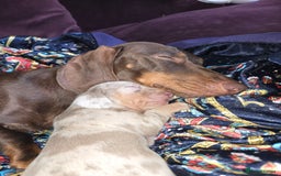 Dachshund dogs for sale: Beautiful Dachshund Puppies - Image 8