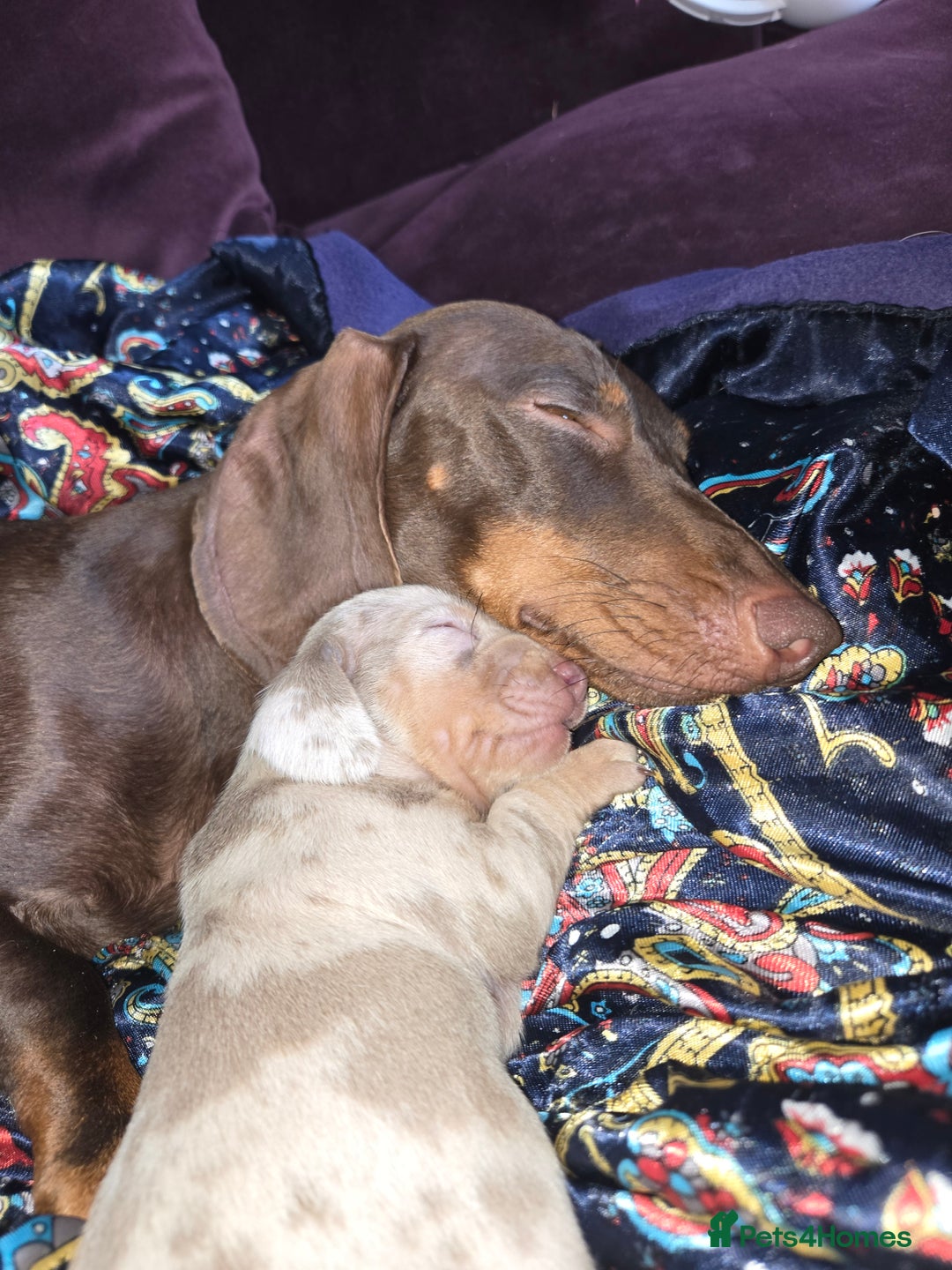 Dachshund dogs for sale: Beautiful Dachshund Puppies - Image 8