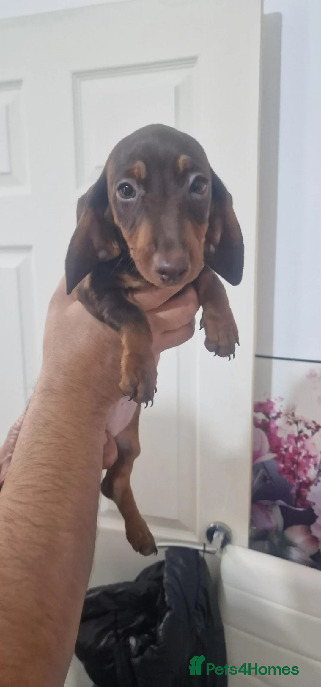 Miniature Dachshund dogs for sale: Miniature Dachshund - Advert 2