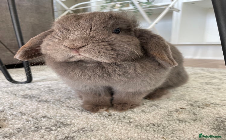 Dwarf Lop rabbits in York - Advert 4