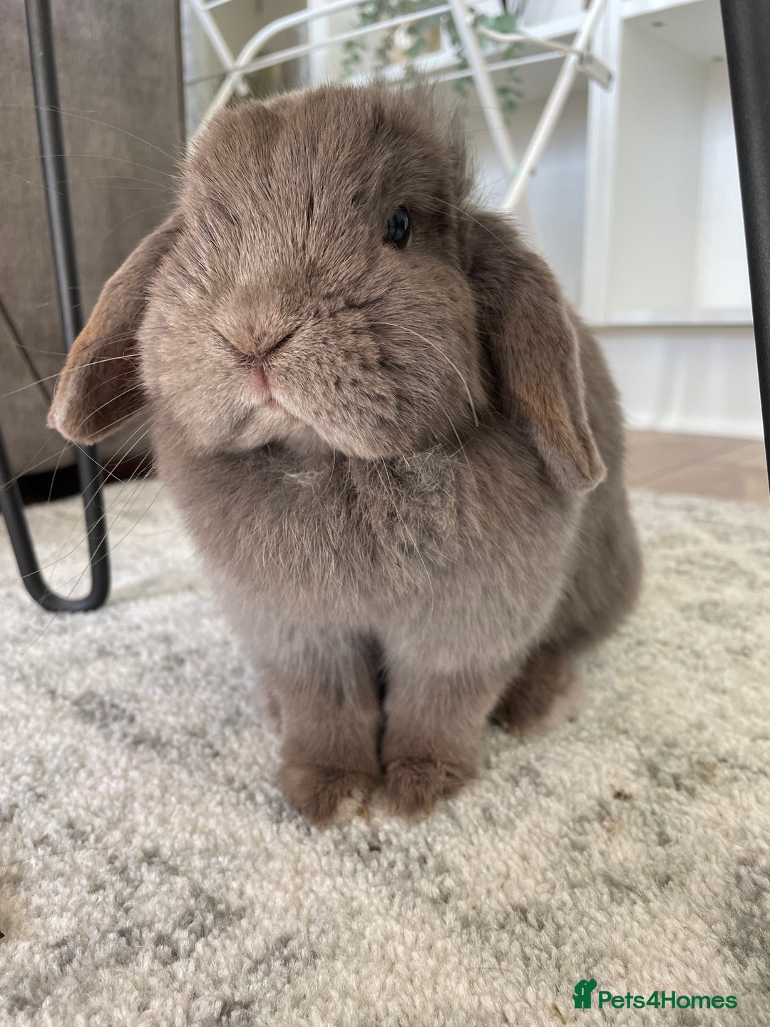 Dwarf Lop rabbits for sale: Beautiful cuddly mini lop bunny in York - Image 1