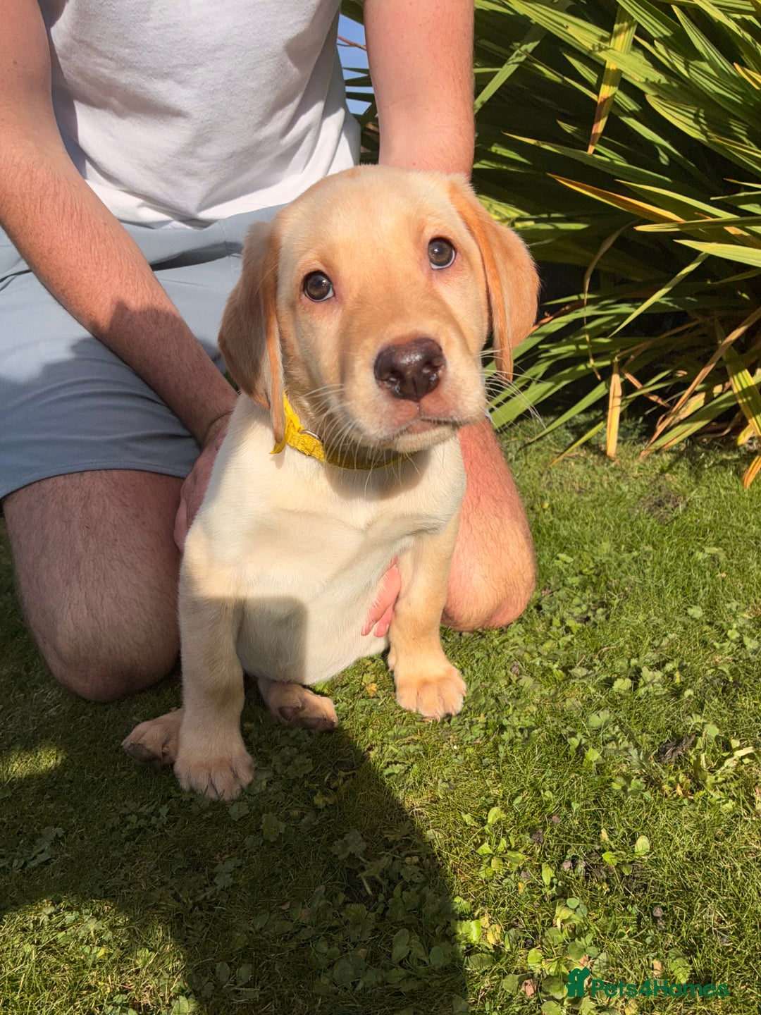 Labrador Retriever dogs for sale: Labrador Puppies GIRLS - READY NOW - Image 4