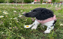Sprocker dogs for sale: Looking for a Loving Home for Bonnie - Image 2
