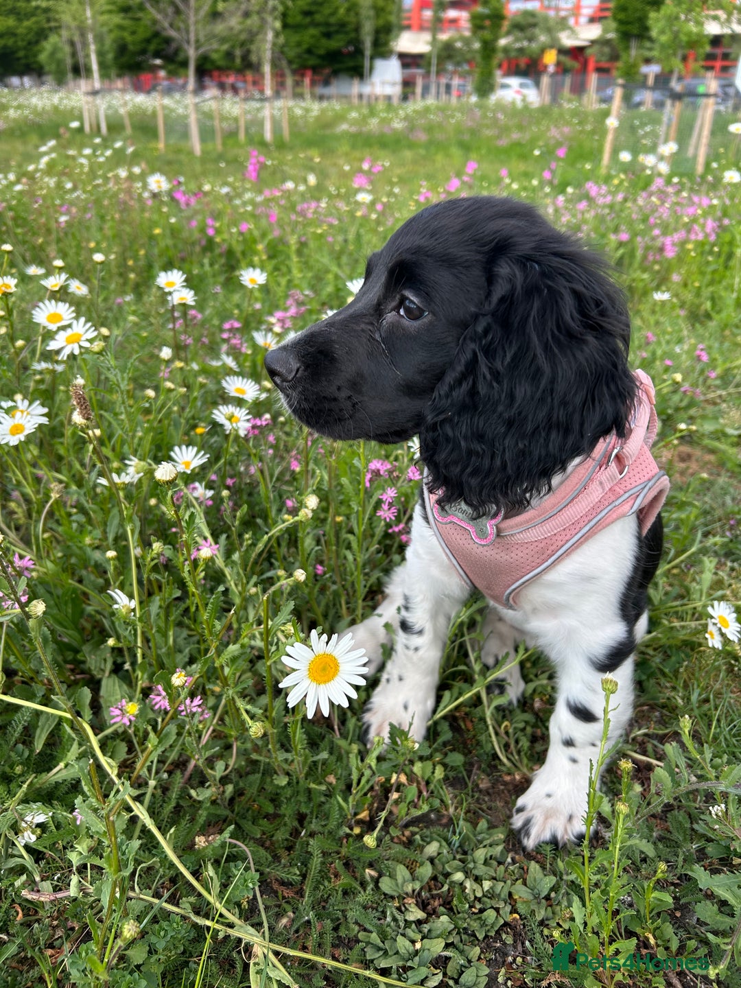 Sprocker dogs for sale: Looking for a Loving Home for Bonnie - Image 2