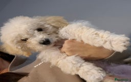 Poochon dogs for sale: Poochon Puppy 3 - Poochons  - Image 8