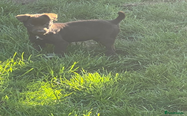 Patterdale Terrier dogs - Advert 5