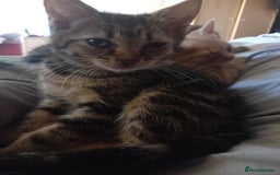 Mixed Breed cats for sale: 9 week old kittens  - Image 4