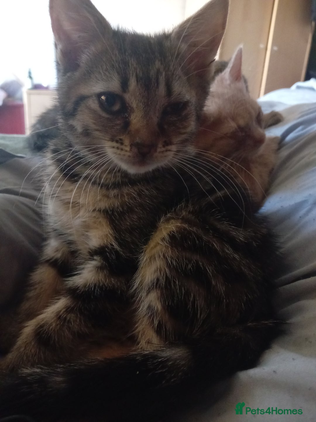 Mixed Breed cats for sale: 9 week old kittens  - Image 4