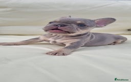 French Bulldog dogs for stud: KC registered fluffy carrier frenchie stud in Dudley - Image 9