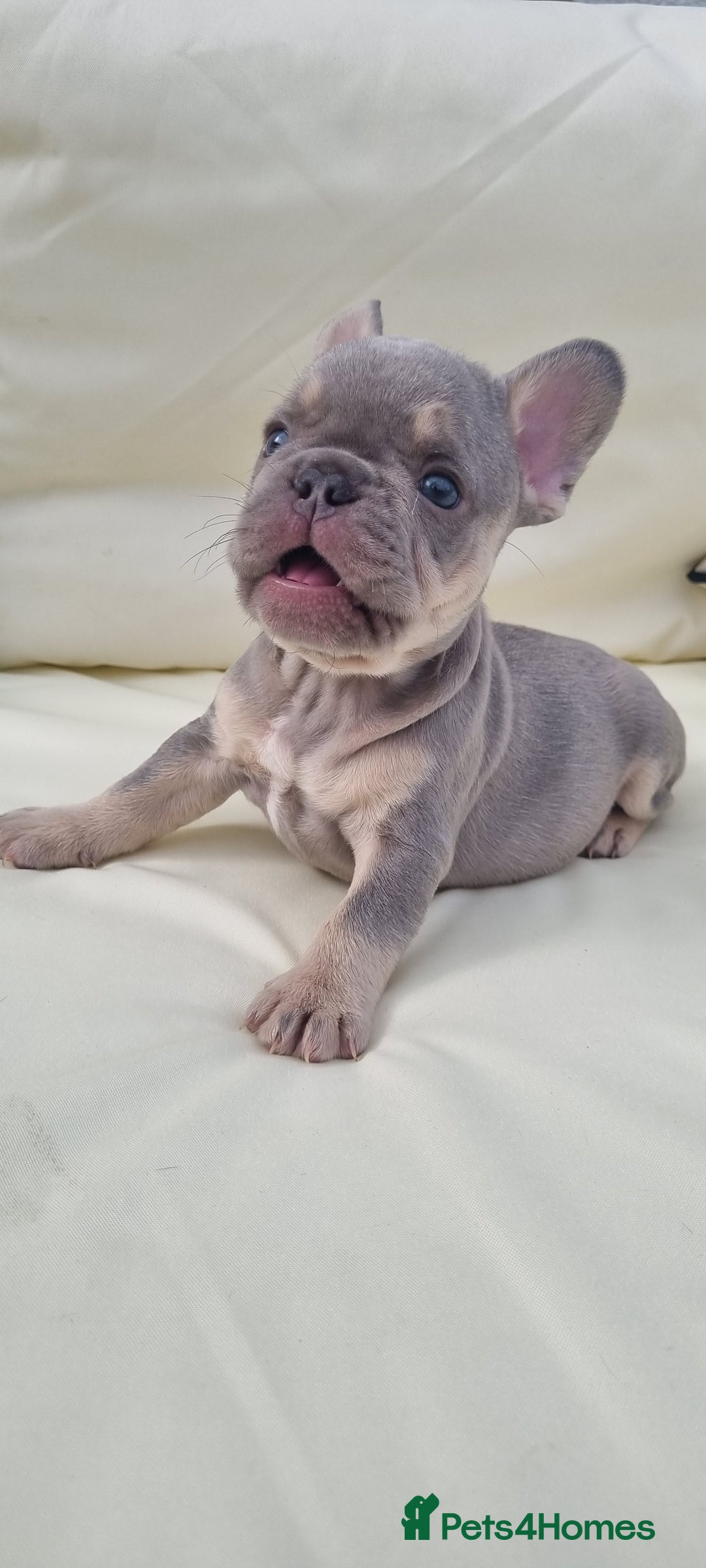 French Bulldog dogs for stud: KC registered fluffy carrier frenchie stud in Dudley - Image 9