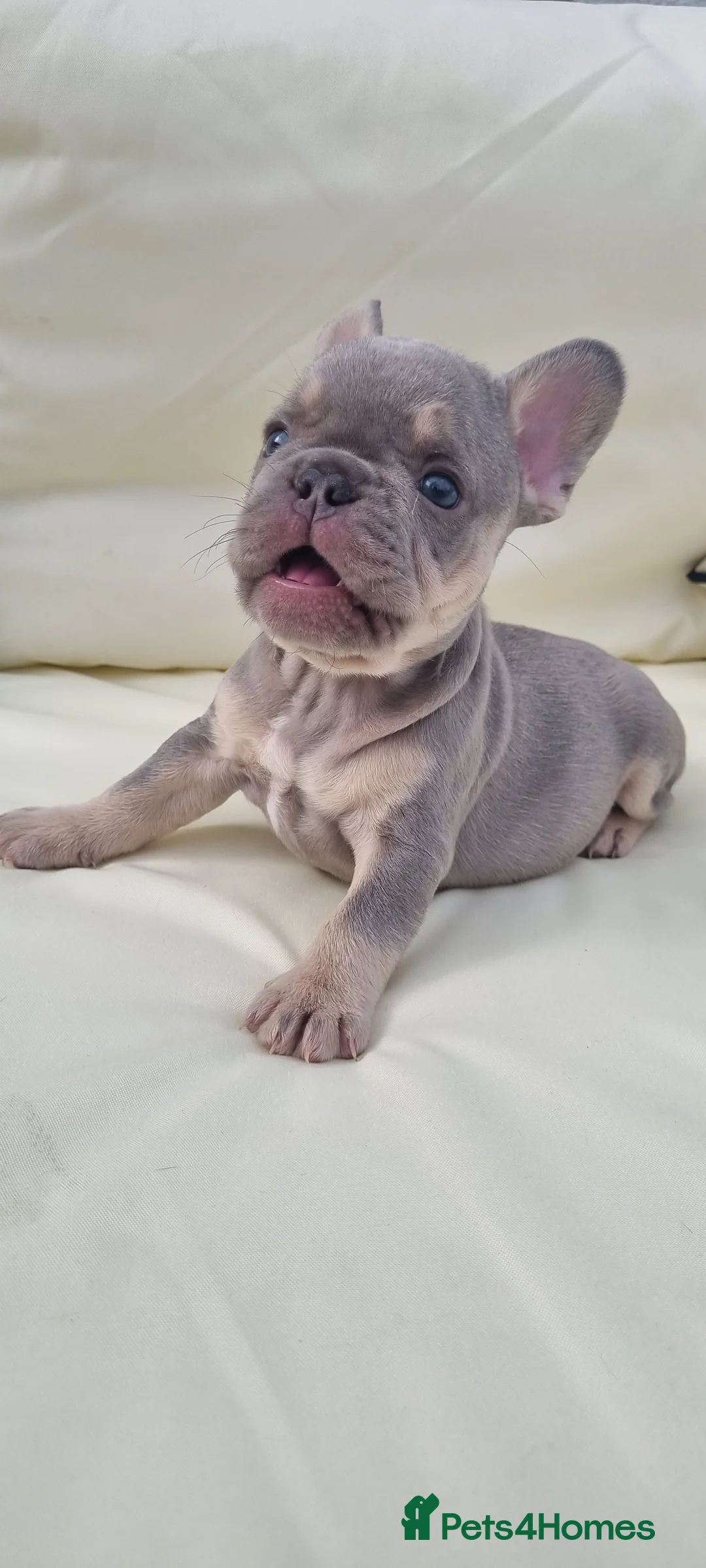 French Bulldog dogs for stud: KC registered fluffy carrier frenchie stud in Dudley - Advert 9