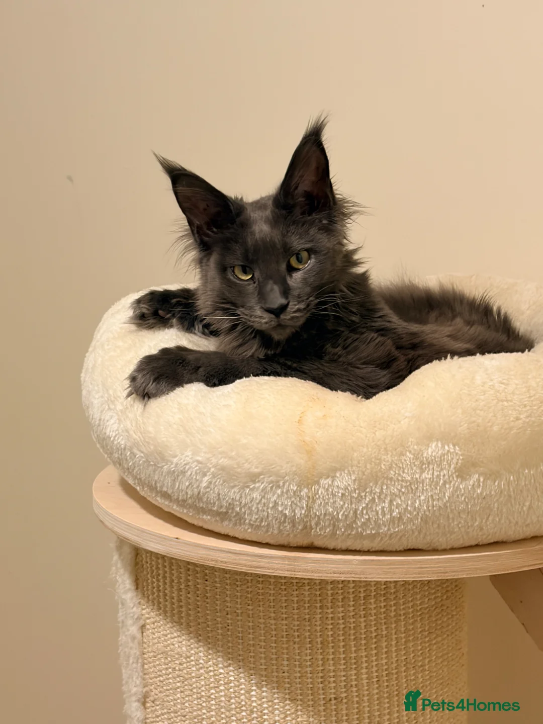 Maine Coon cats for sale: Cats for sale - Advert 3