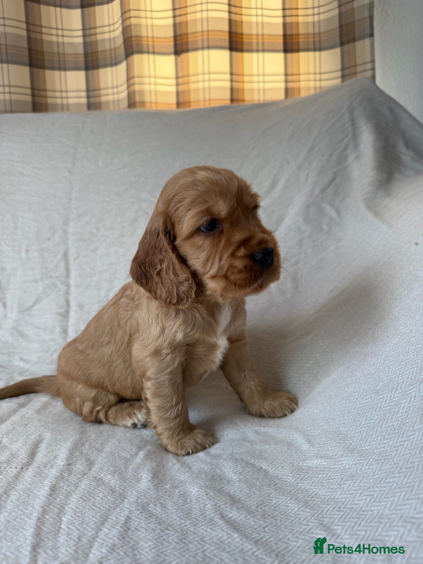Mixed Breed dogs RARE MINIGOLDEN RETRIEVERS/DAKOTA SPORT RETRIEVERS - Advert 1