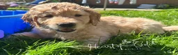 Golden Retriever dogs for sale: KC last boy  ❤️ on holiday 11-18.05 , final price  - Advert 6