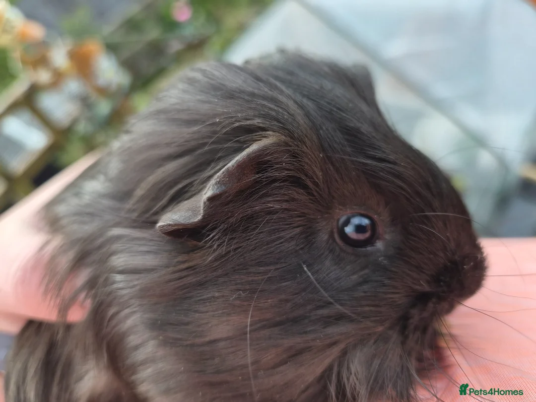 Guinea Pig rodents for sale: Two Female Guinea Pigs  - Advert 2