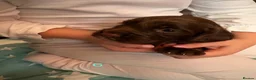 Cocker Spaniel dogs for sale: (ALL BOYS) Beautiful Cocker Spaniel Puppies - Advert 15