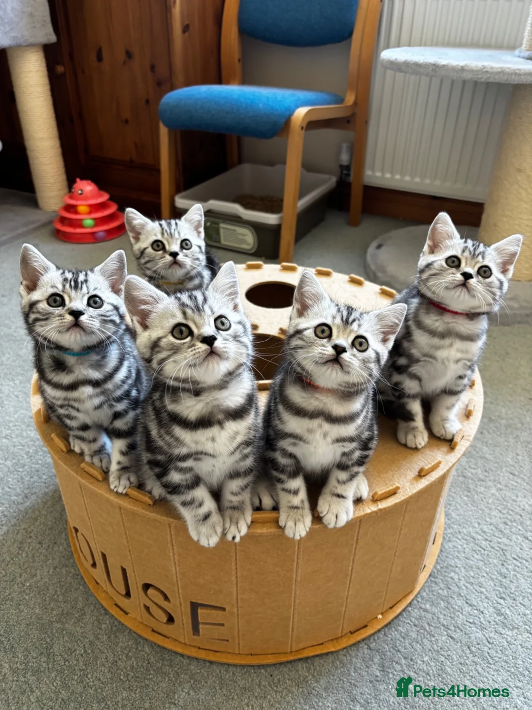 British Shorthair cats for sale: 💙❤️ GORGEOUS PEDIGREE SILVER TABBY BSH ❤️💙 - Advert 1