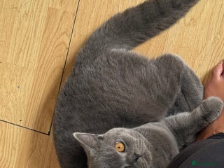 British Shorthair cats Bruce - Advert 1