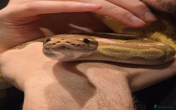 Python Snake reptiles for sale: Banana Royal Python - Image 5