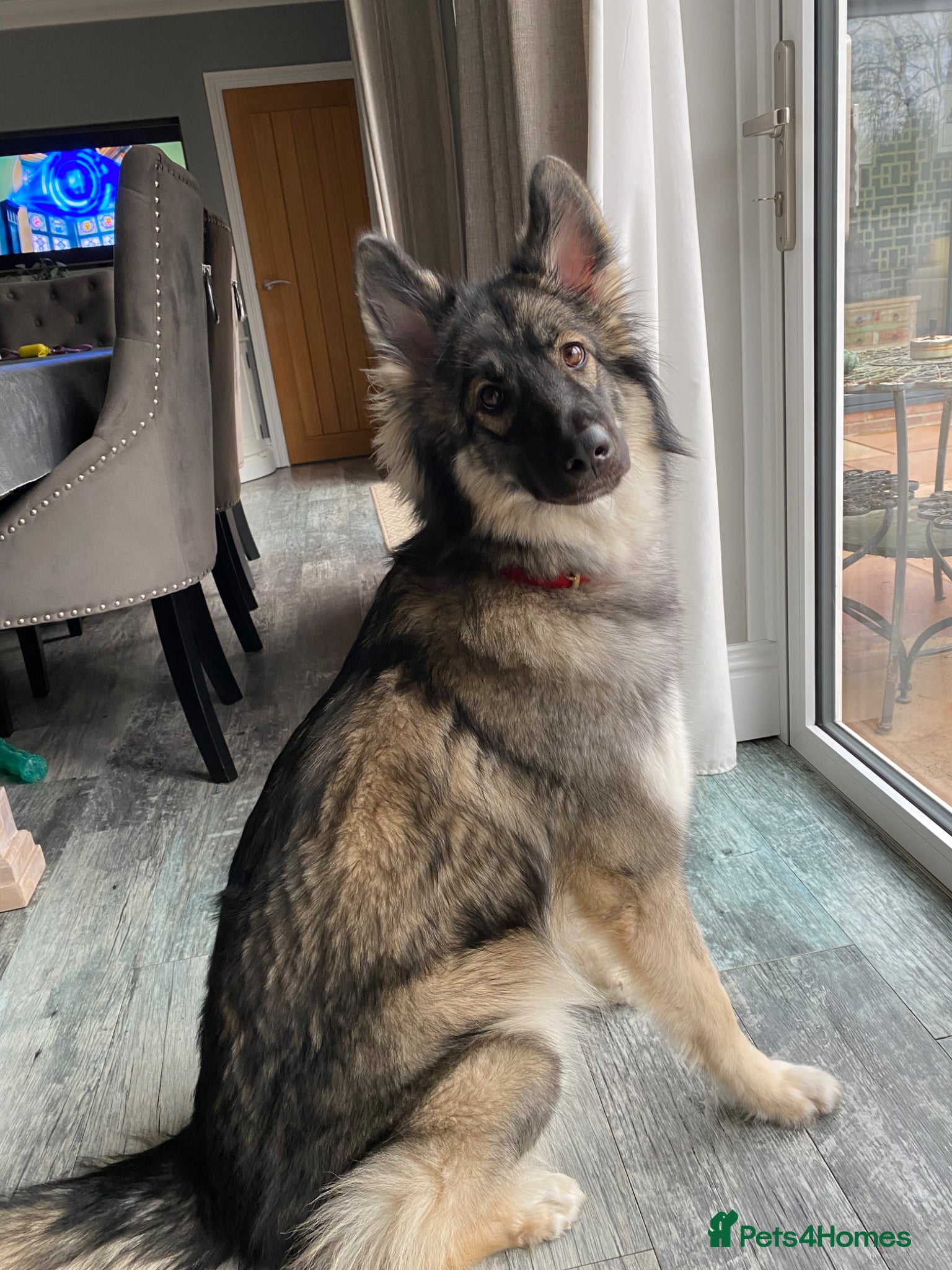 Shepsky dogs 1 year old Shepsky for sale - Advert 2