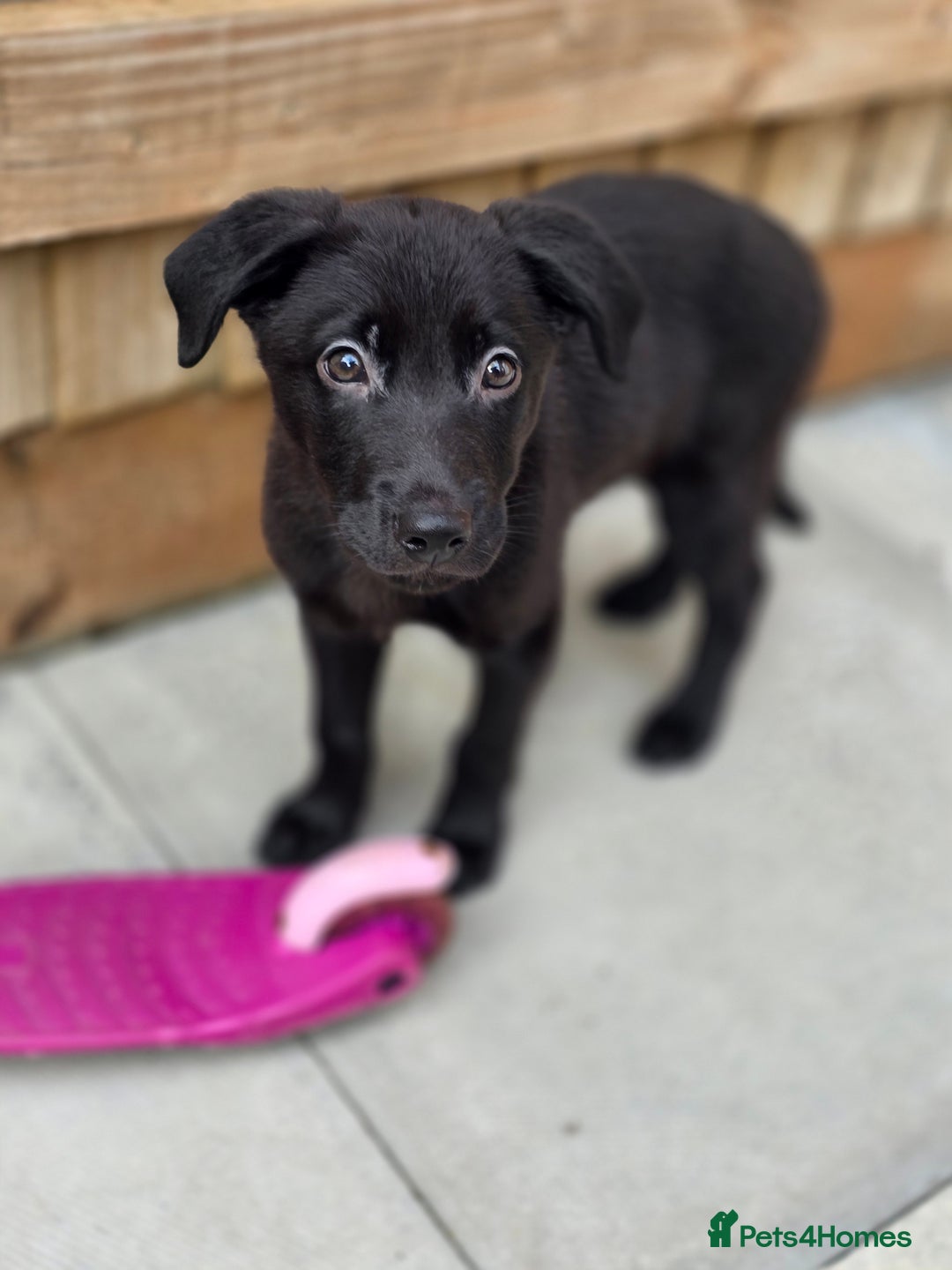 Mixed Breed dogs for sale: Beautiful black Belgain Malinois X Labrador  - Image 7