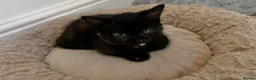 British Shorthair cats for sale: Female Kitten  in Darwen - Advert 3