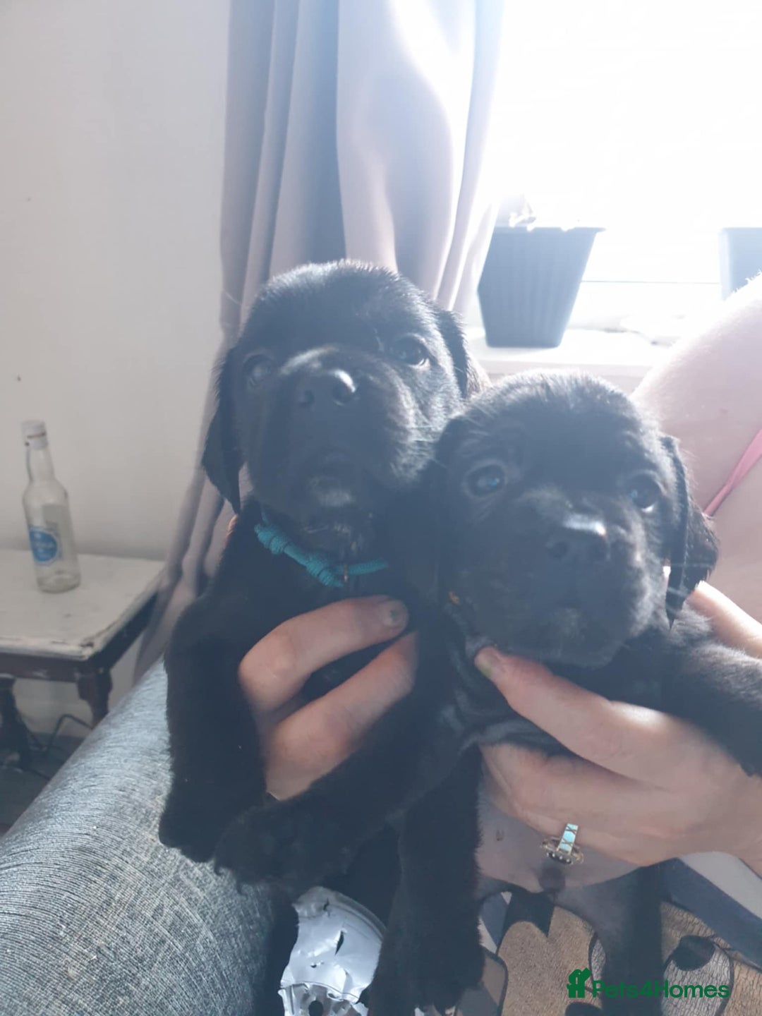 Mixed Breed dogs for sale: Cocker bull puppies for sale  - Image 7