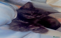 British Shorthair cats for sale: 2 kittens for rehoming - Image 2