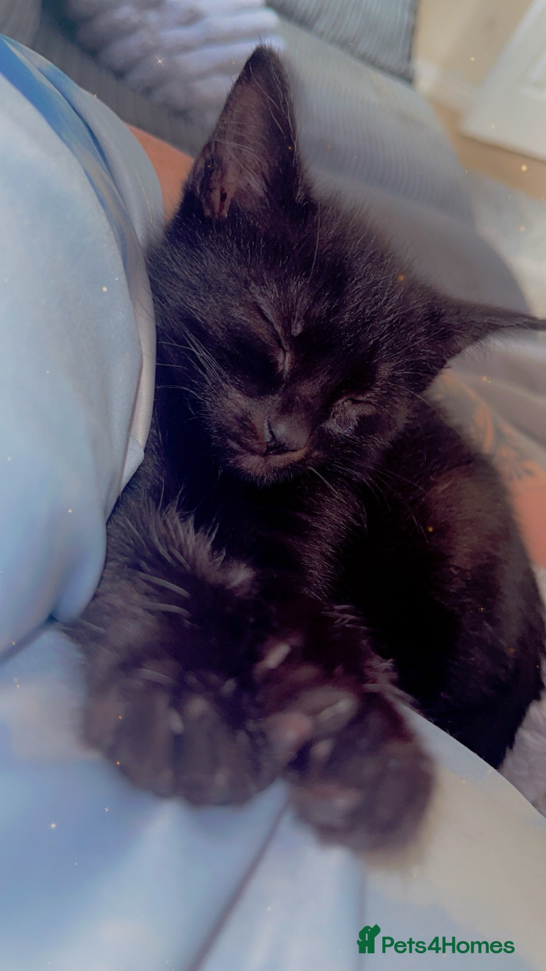 British Shorthair cats for sale: 2 kittens for rehoming - Image 2