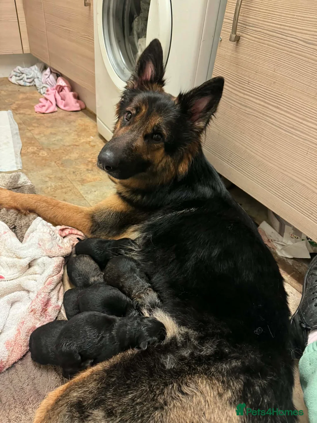 German Shepherd dogs for sale: German shepherd pups in Hyde - Advert 1