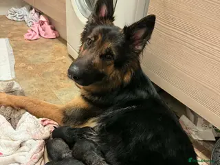 German Shepherd dogs German shepherd pups in Hyde - Advert 1