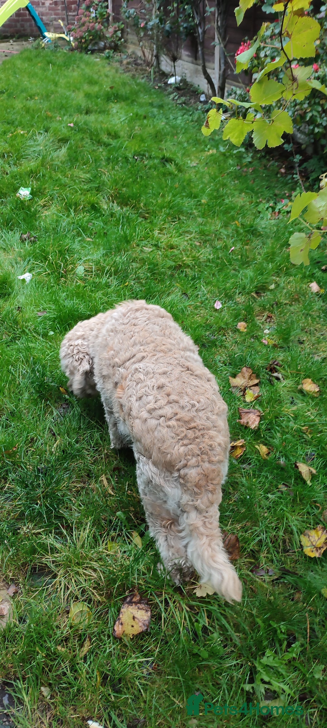 Goldendoodle dogs for sale: Golden doodle 5 year old female  - Image 3