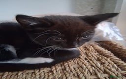 Mixed Breed cats for sale: 2 kittens  - Image 2