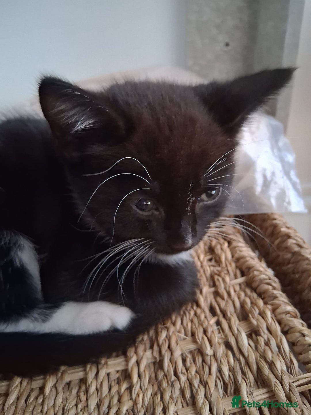 Mixed Breed cats for sale: 2 kittens  - Image 2