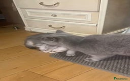 British Shorthair cats for sale: 🐾❣️ Beautiful BSH last Girl 💕 PEDIGREE - Image 14