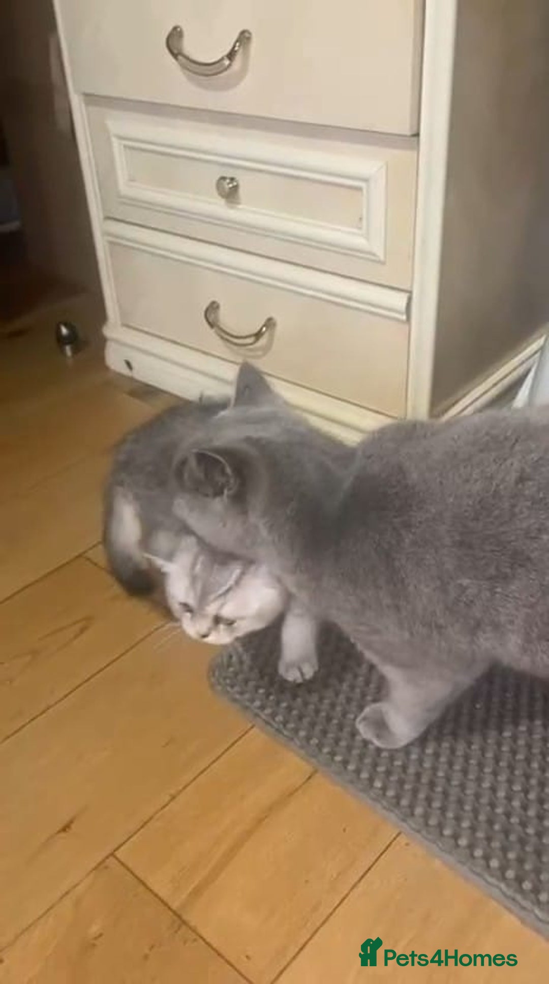 British Shorthair cats for sale: 🐾❣️ Beautiful BSH last Girl 💕 PEDIGREE - Image 14