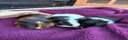 Guinea Pig rodents for sale: Baby guinea pigs, boys £10! - Advert 5