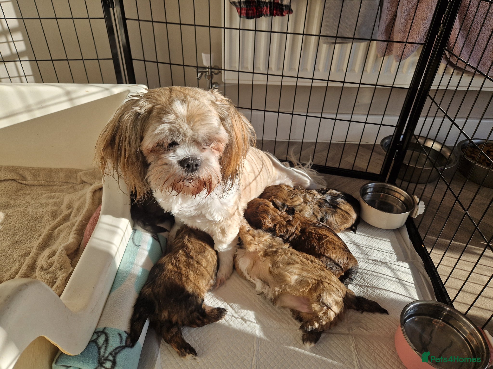 Lhasapoo dogs Lhasapoo  - Advert 1