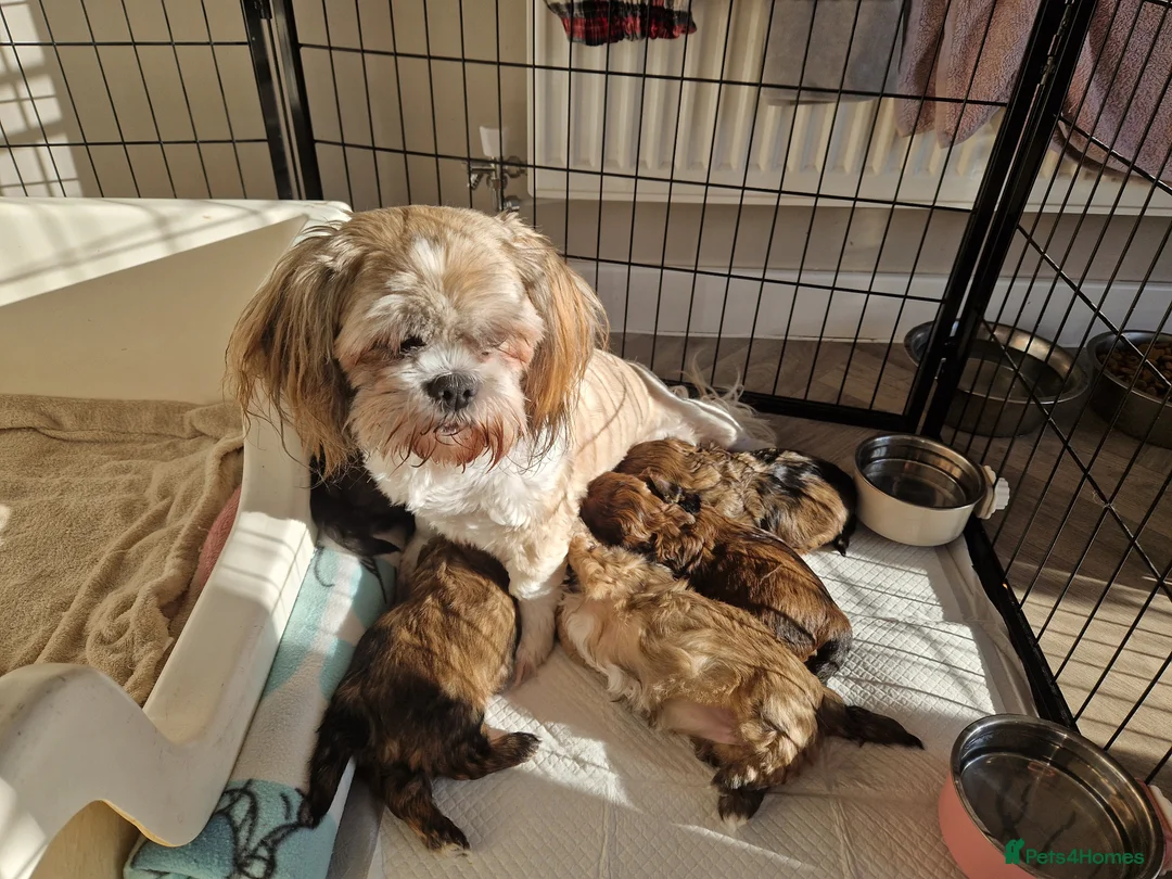 Lhasapoo dogs for sale: Lhasapoo  - Advert 1