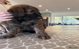 Mixed Breed dogs for sale: Goldendoodle x Blue Sable German Shepard puppies - Advert 15