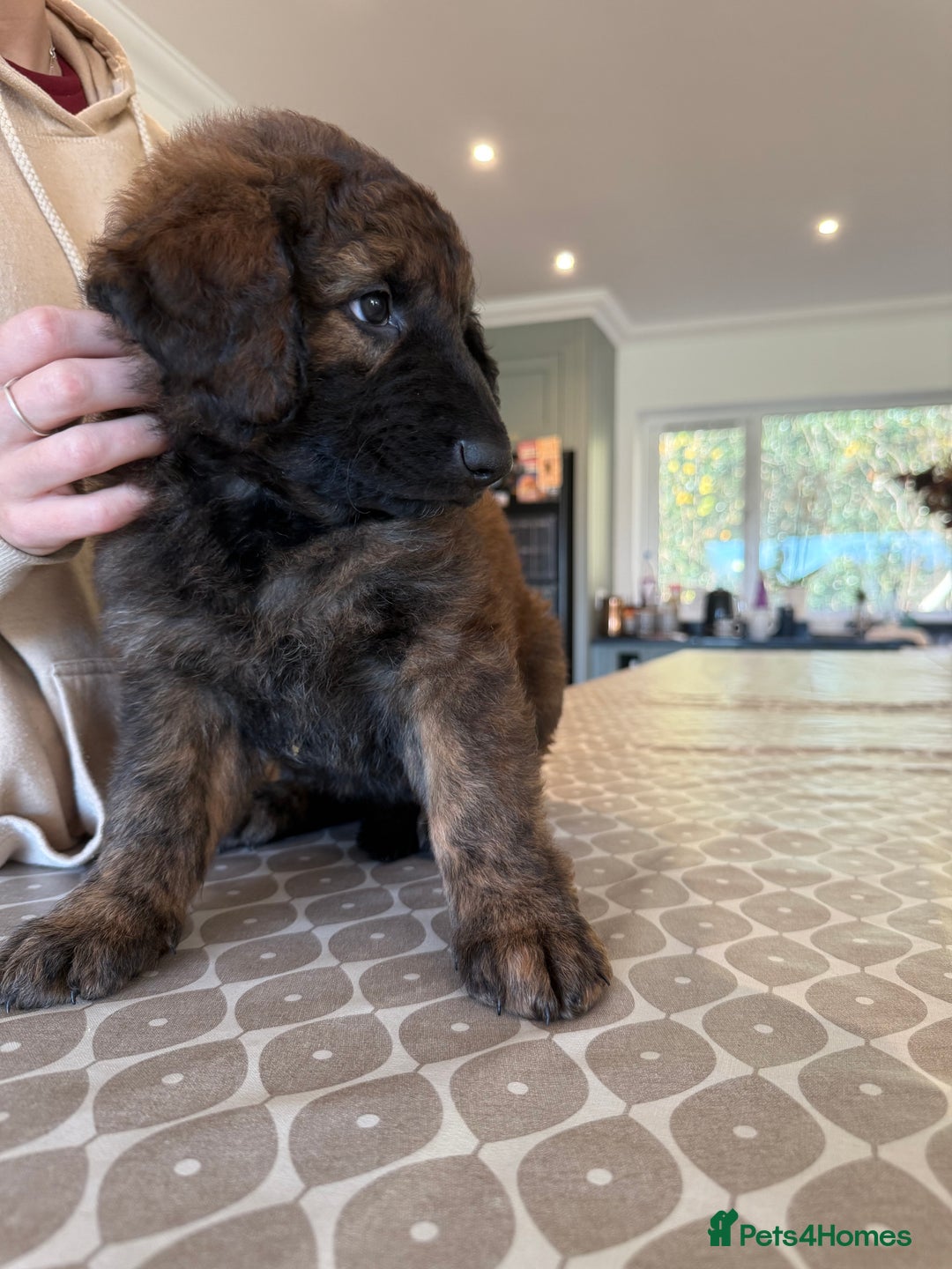 Mixed Breed dogs for sale: Goldendoodle x Blue Sable German Shepard puppies - Advert 15