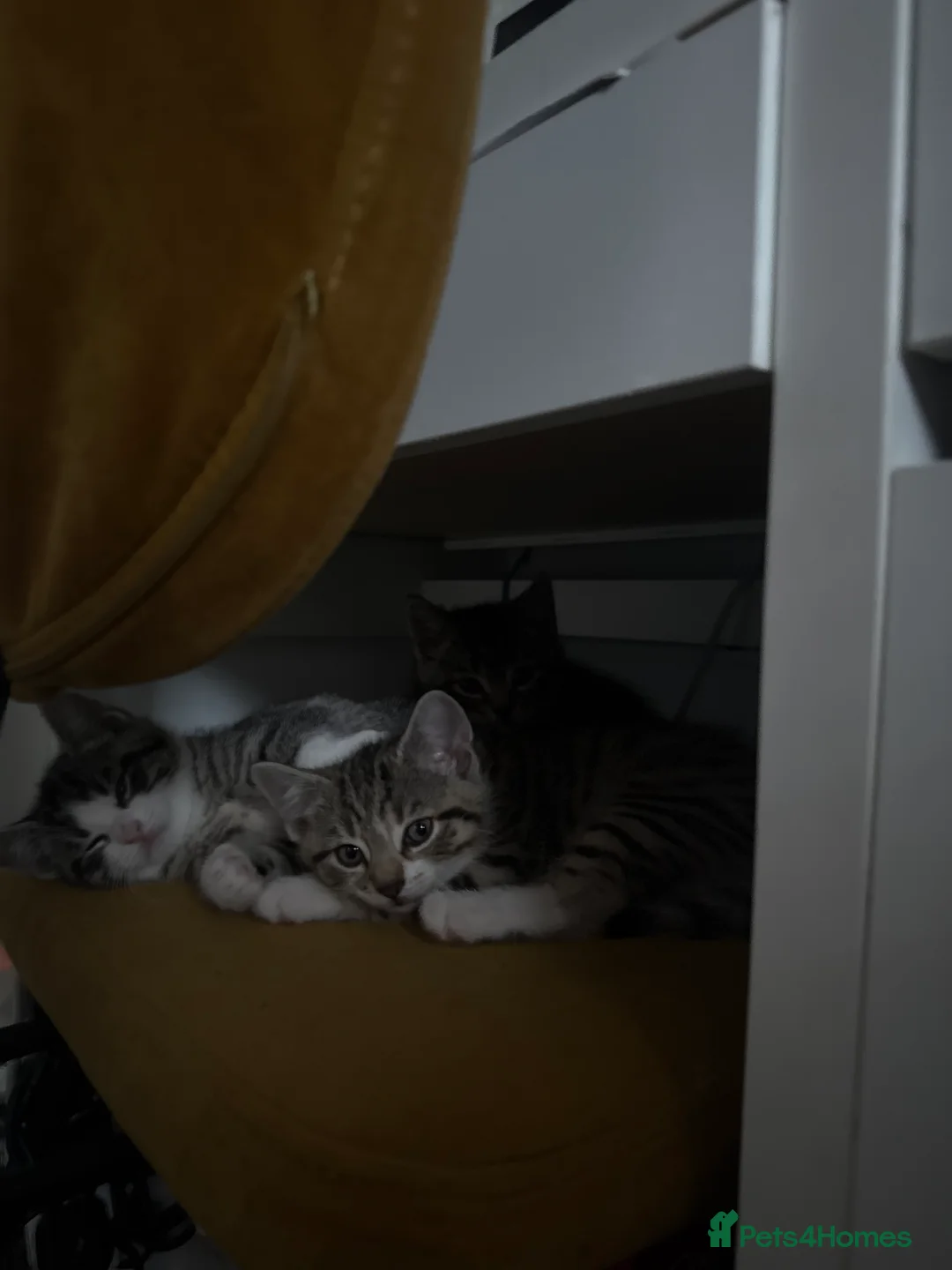 Mixed Breed cats for sale: 3 mixed tabby kittens for sale!  - Advert 5