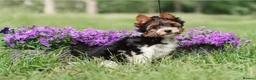 Biewer Terrier dogs for sale: Purebred Biewer Terrier Puppies - Advert 5